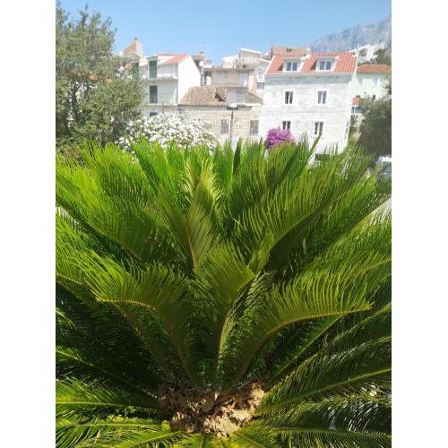 Apartmani kike