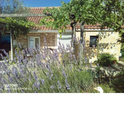 Apartmans Lavanda Island Hvar