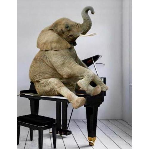 Elephant in my room