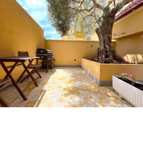 Olive Tree